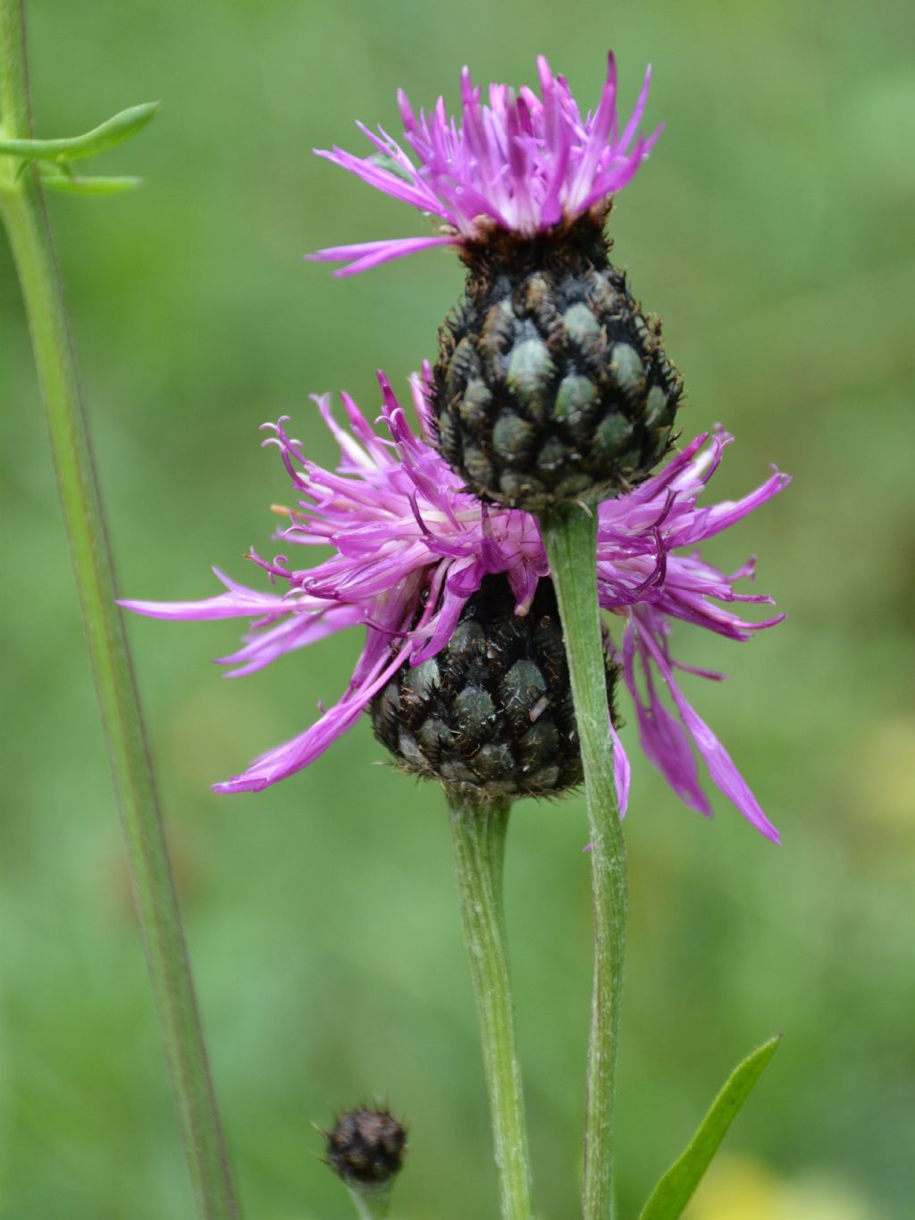 Centaurea scabiosa alpestris ?